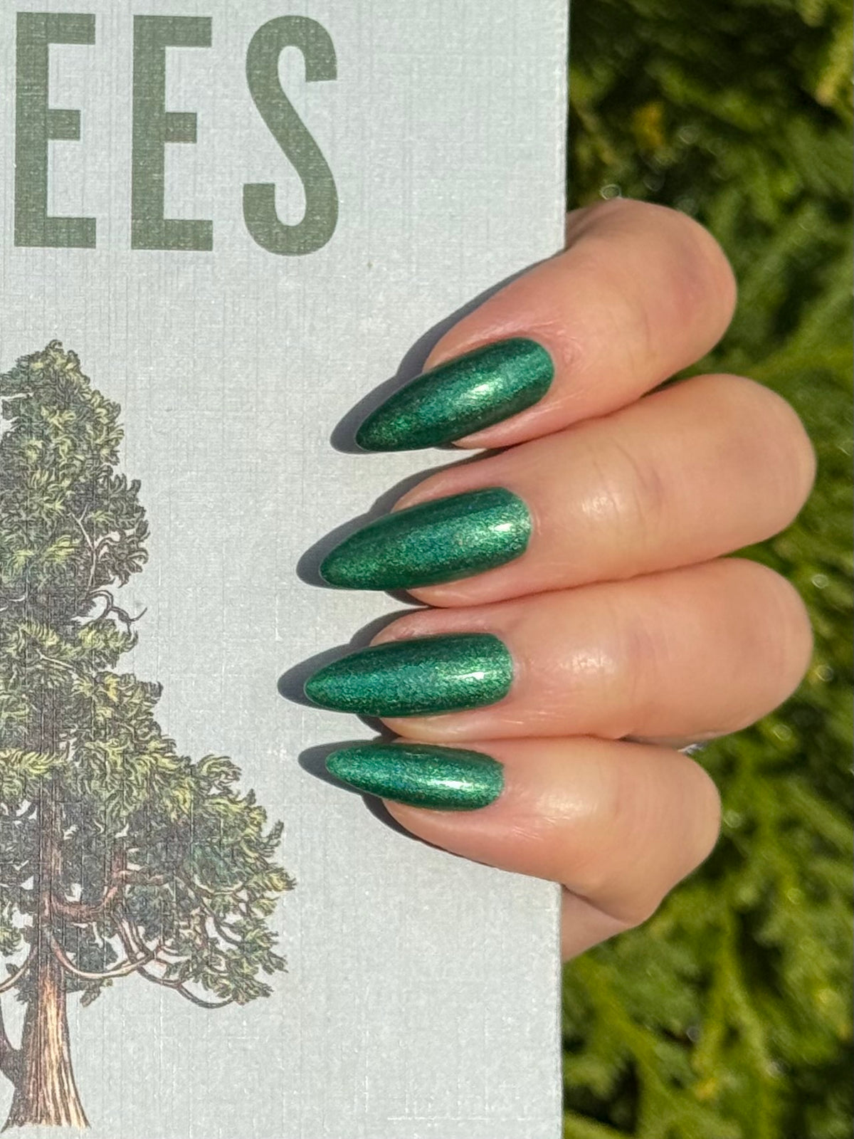 Evergreen State of Mind (7 ml)