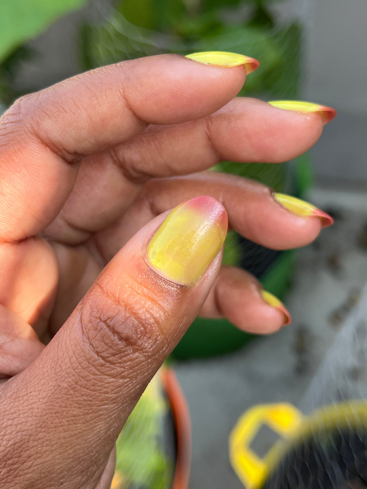 Wilted Rose (7 ml)